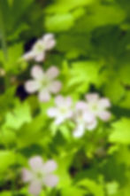 Wild Geranium