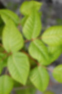 Poison Ivy
