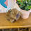 Thumbnail: Jellycat Clyde Capybara Bag Charm