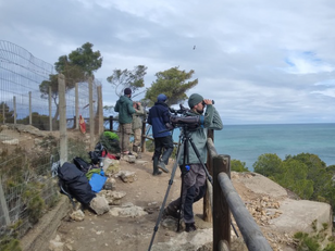 Bilan de la migration prénuptiale 2024 à Leucate