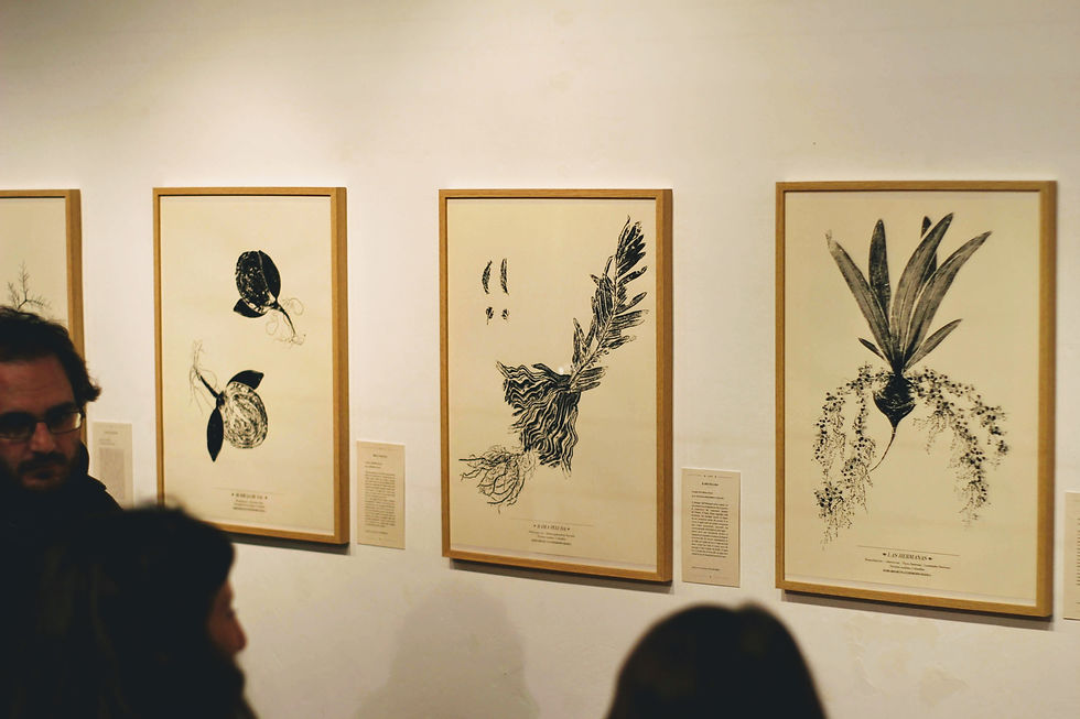Herbario de una Expedición Gráfica / Exposición en Checkpoint Charly (Bolonia, Ita) / 2019