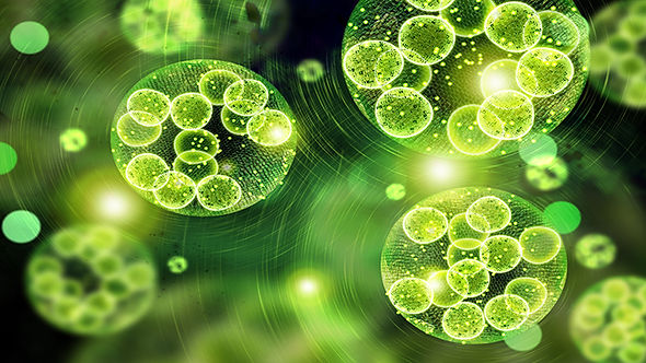 Greg-Martin_image_3D-algae_Ingenium.jpeg