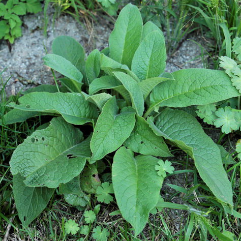LA CONSOUDE - Symphytum officinale