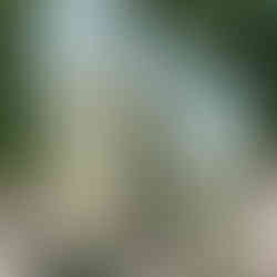 Tall, oversize planters with a pale green finish at Pottery World in Rocklin, California