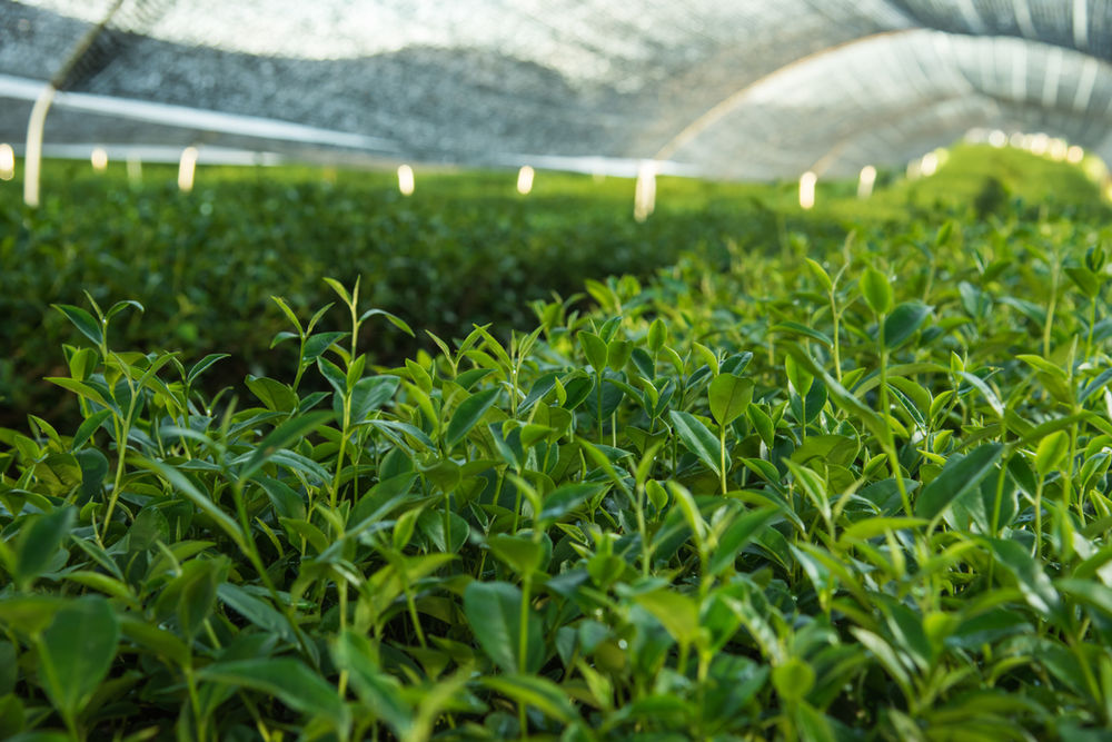 Where Does Matcha Green Tea Come From?