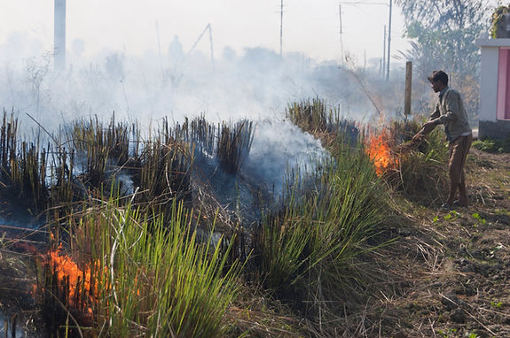 burning-rice-straw.jpeg