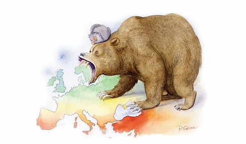 bear.jpg.webp