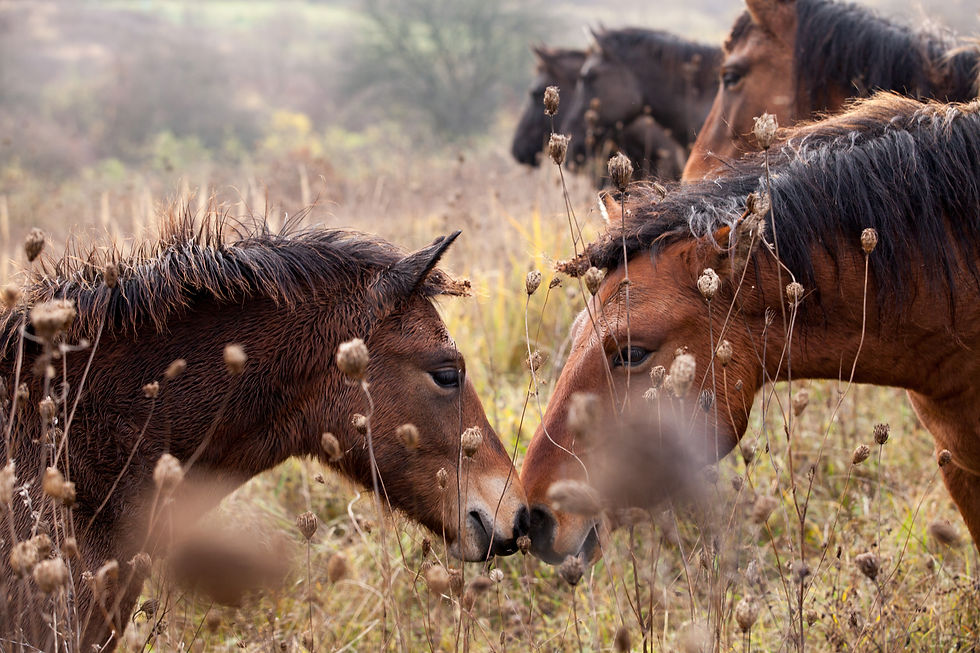 11 днів на полонині з табуном коней 2-12.10.2026