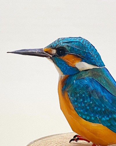 Common Kingfisher｜カワセミ | Kami Tori Ya