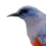 Blue Rock Thrush