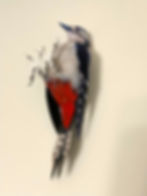 black and white woodpecker