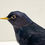 サムネイル： Japanese Thrush