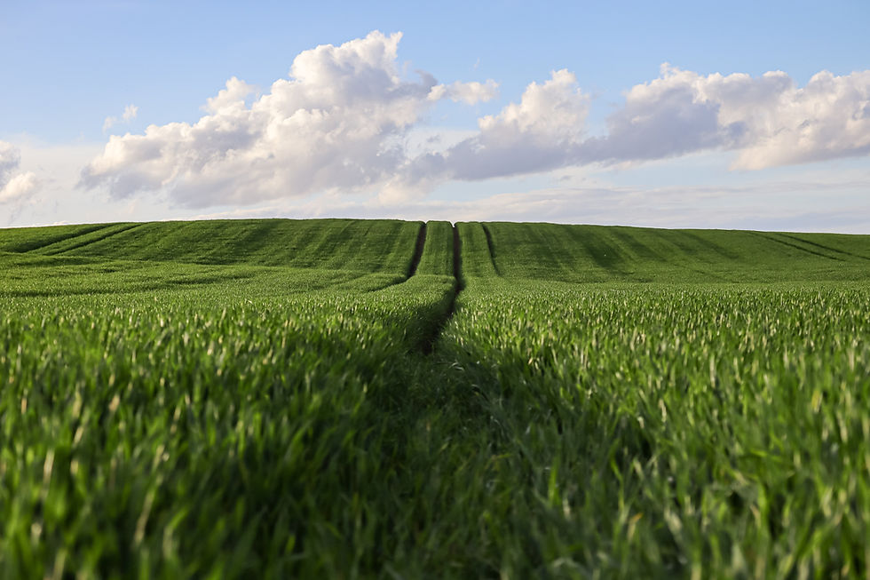 Lush green field with tractor tracks under a partly cloudy sky. The horizon is distant, creating a peaceful and open atmosphere.