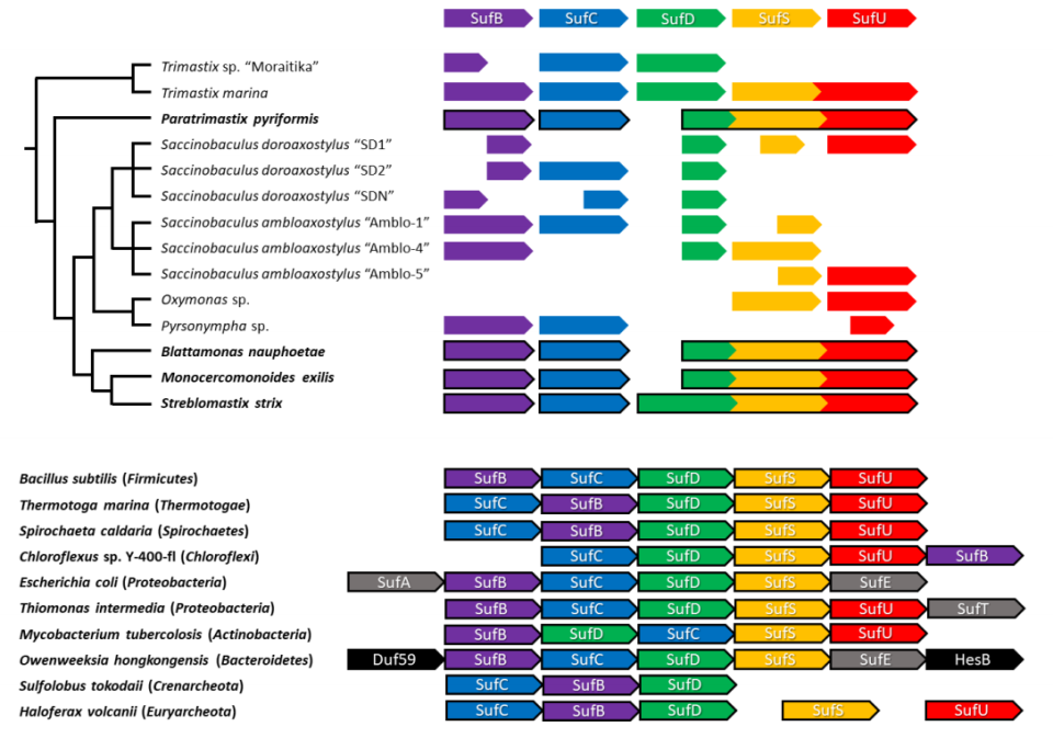 Inventory of SUF proteins in Preaxostyla. Vacek et al. 2018, 10.1093/molbev/msy168