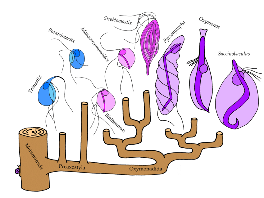 Evolution and diversity of Preaxostyla. LVF Novák.