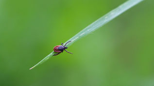 Understanding the Risks of Tick Bites and the Truth Behind Infection Rates