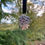 Thumbnail: Pinecone Hanging Decoration
