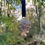 Thumbnail: Pinecone Hanging Decoration