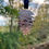Thumbnail: Pinecone Hanging Decoration