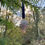 Thumbnail: Pinecone Hanging Decoration