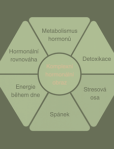 Komplexní hormonální obraz (2).png