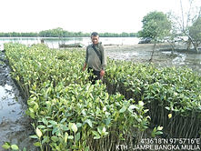 mangrove.jpg