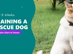 How to Train a Rescue Dog: The First 3 Weeks