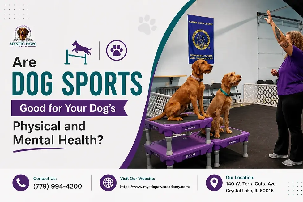 Dog Sports