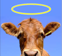 MORE SACRED COWS