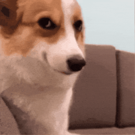 Dog Smile GIF.gif