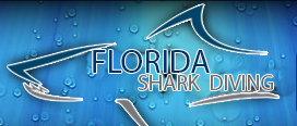 Florida Shark Diving
