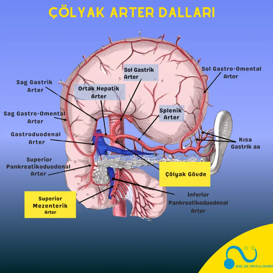 Çölyak Arter Dalları