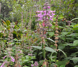 Stachys_chamissonis_plant.jpg