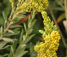Solidago_elongata_flower.jpg