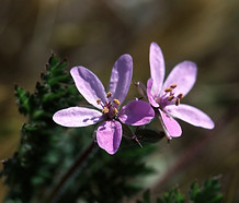 Erodium_cicutarium_flower.jpg