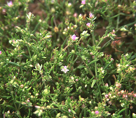 Spergularia_marina_habitat.jpg