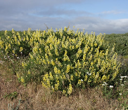 lupinus_arboreus_plant.jpg