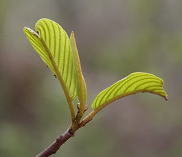 Frangula_purshiana_plant.jpg