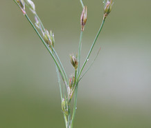 Juncus_bufonius_flower.jpg