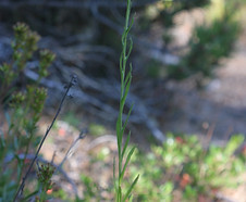 Pseudognaphalium_ramosissimum_habitat.jp