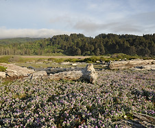 Lathyrus_littoralis_habitat.jpg