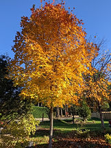 Fall Sugar Maple.jpeg
