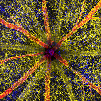 Nikon Small World 2023 Photomicrography Winners Announced