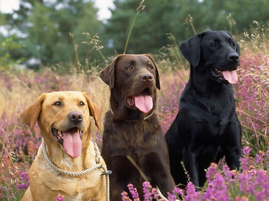 labradors