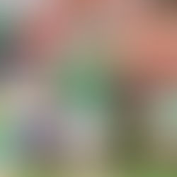 CFB: Where will Arch Manning commit?