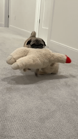 9nkmms.gif