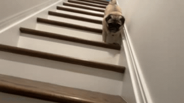 9nkm83.gif
