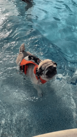 9nkla4.gif