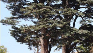 ՄԱՅՐԻ  ԾԱՌԸ  ՀԱՅՈՑ  ՄԵՋ  և  հին  աշխարհի ընկալումներում