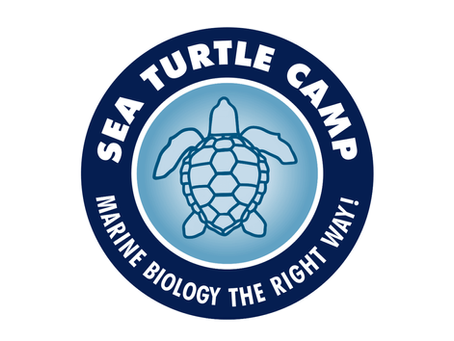 Sea Turtle Camp Logo